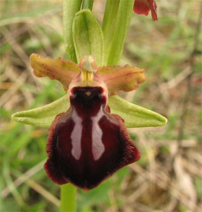 Ophrys sulla murgia materana